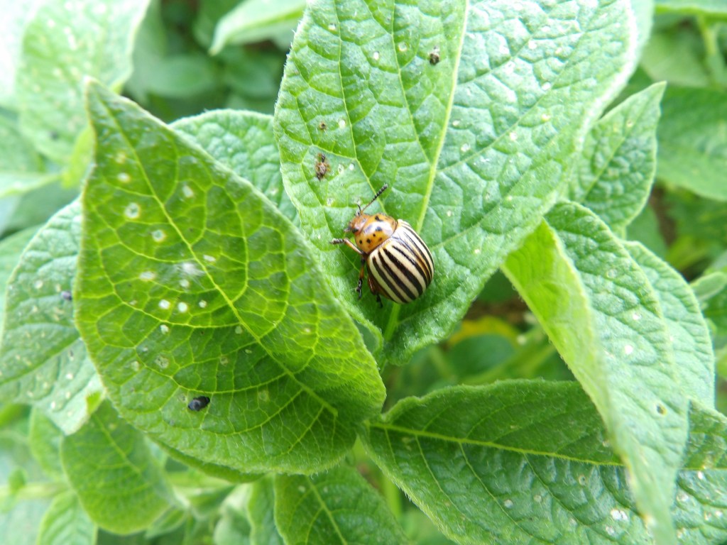 Colorado Potato Beetle