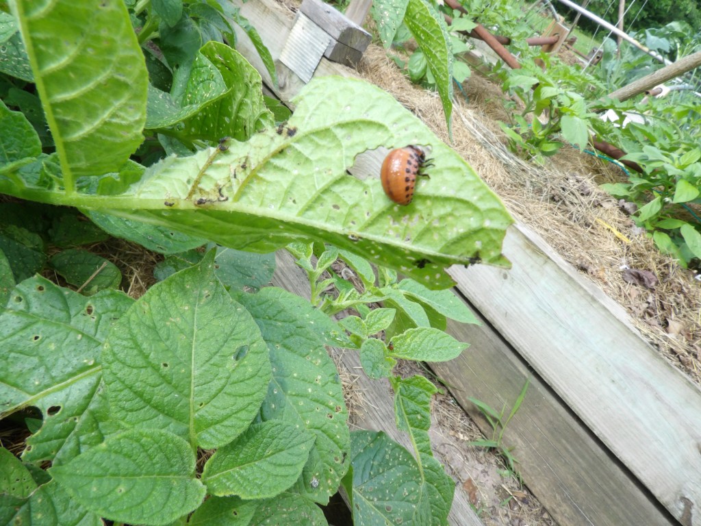Colorado Potato Beetle Larvae