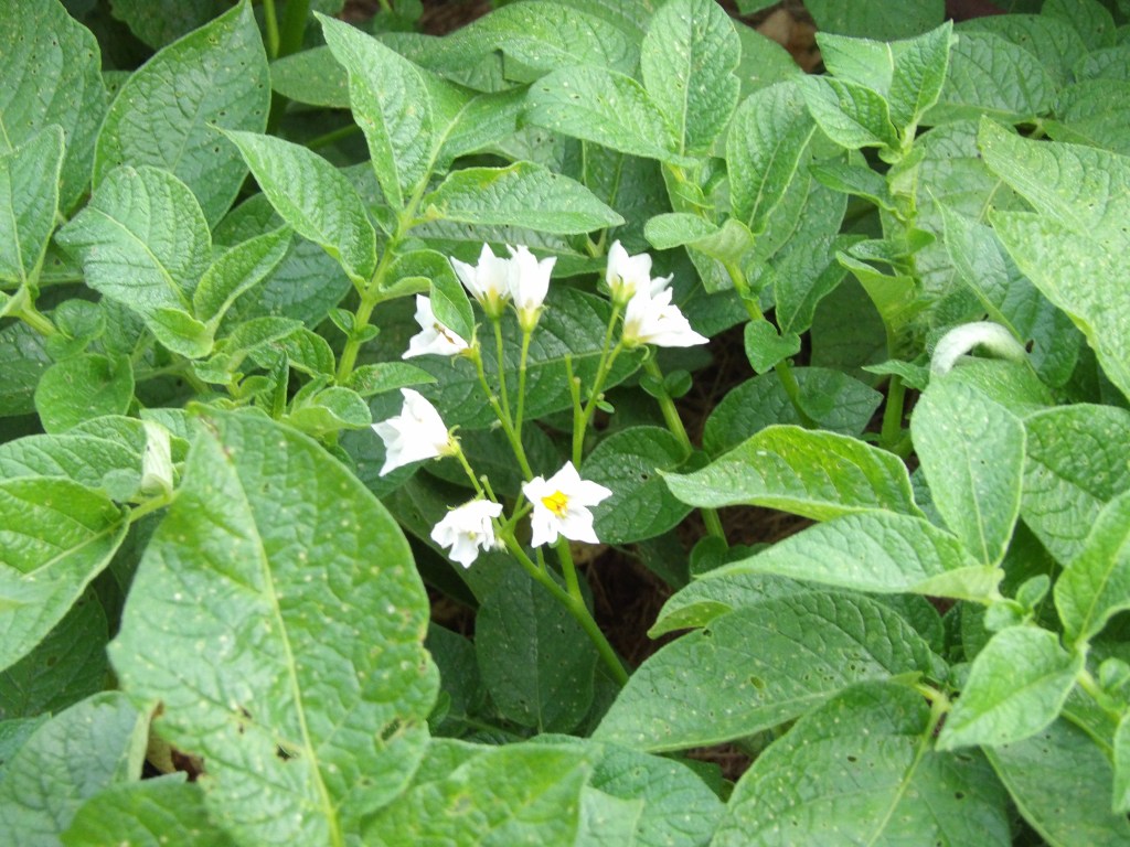 Potato Blossom