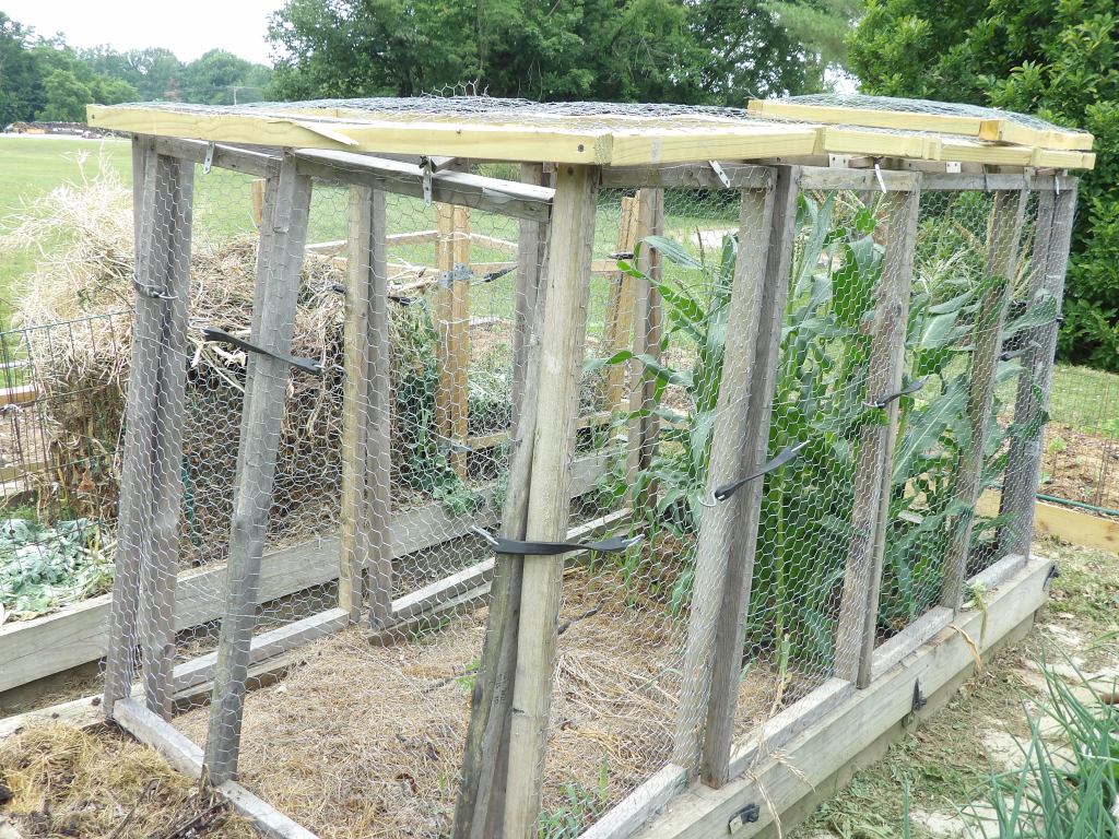 Sweet Corn Earing Up