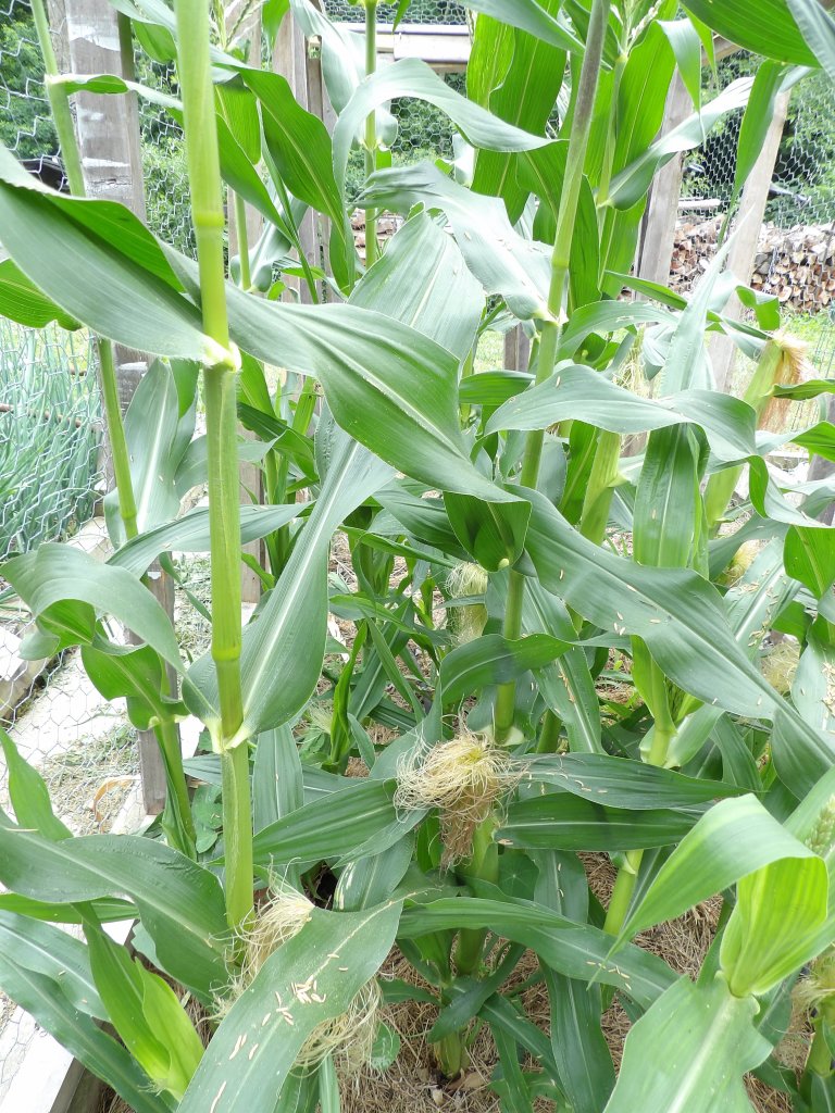 Sweet Corn Earing Up