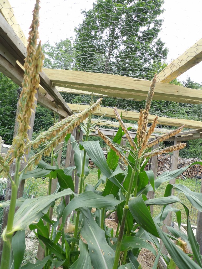 Sweet Corn Earing Up