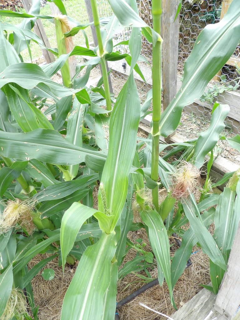 Sweet Corn Earing Up