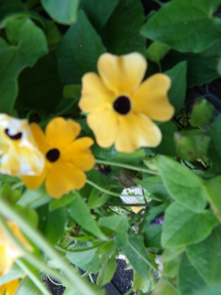 Wildlife Management Trail - Salmonie Lake State Park