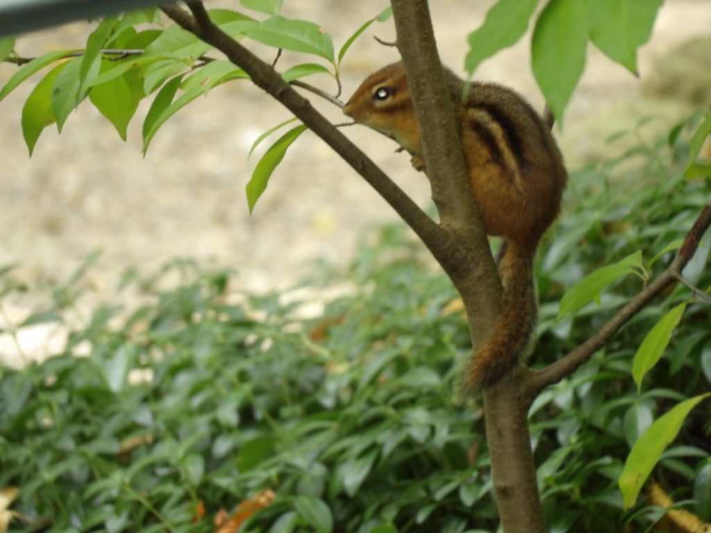 Charley Creek Gardens