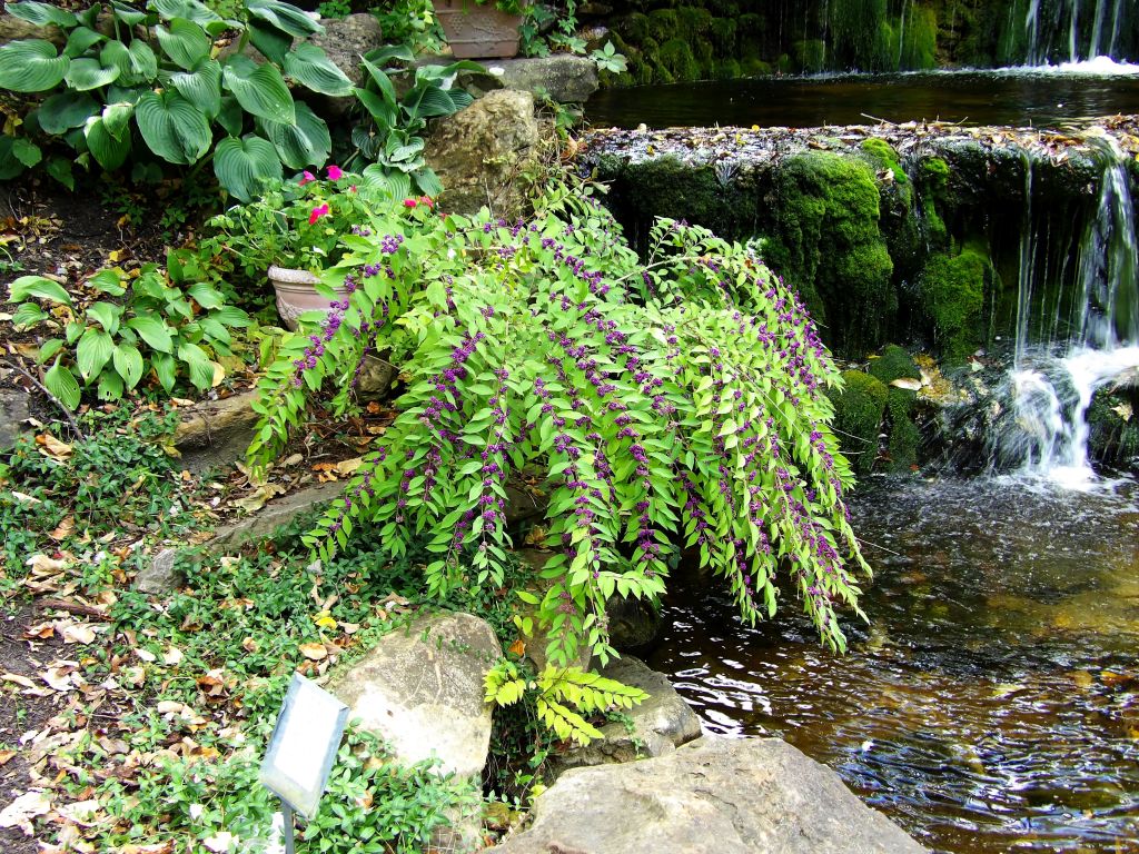 Charley Creek Gardens