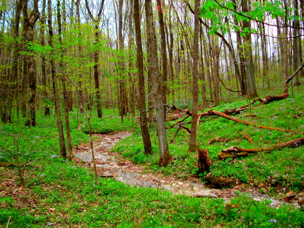 Violet and Louis Calli Nature Preserve