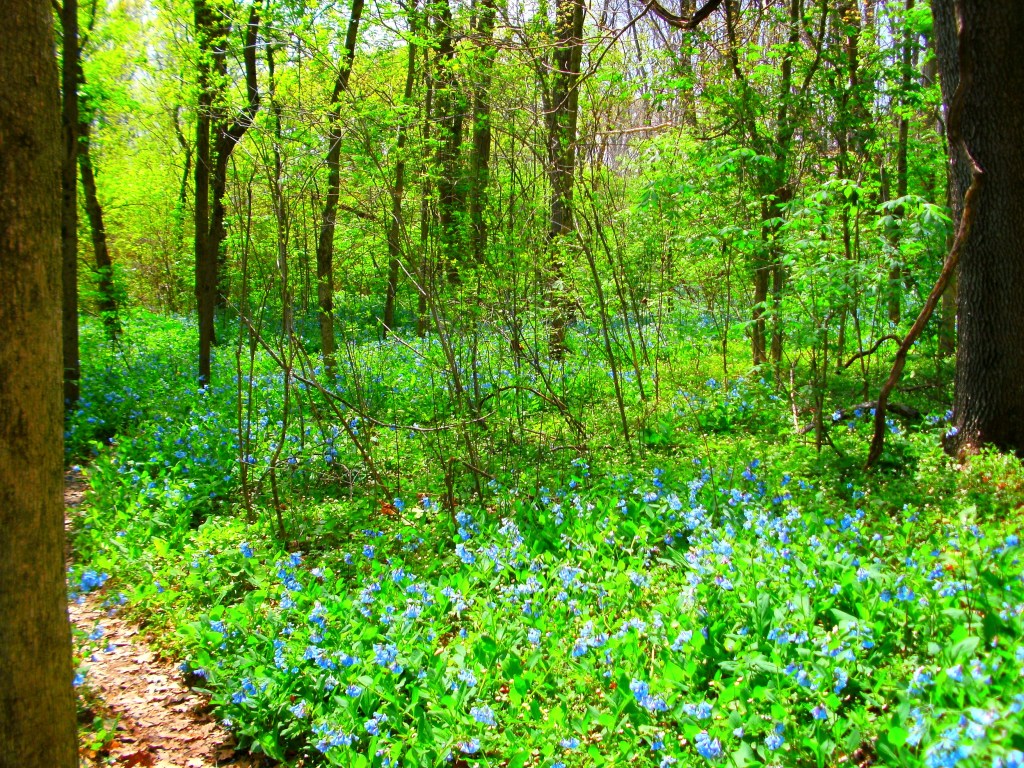 Violet and Louis Calli Nature Preserve Trail - Virginia Bluebells