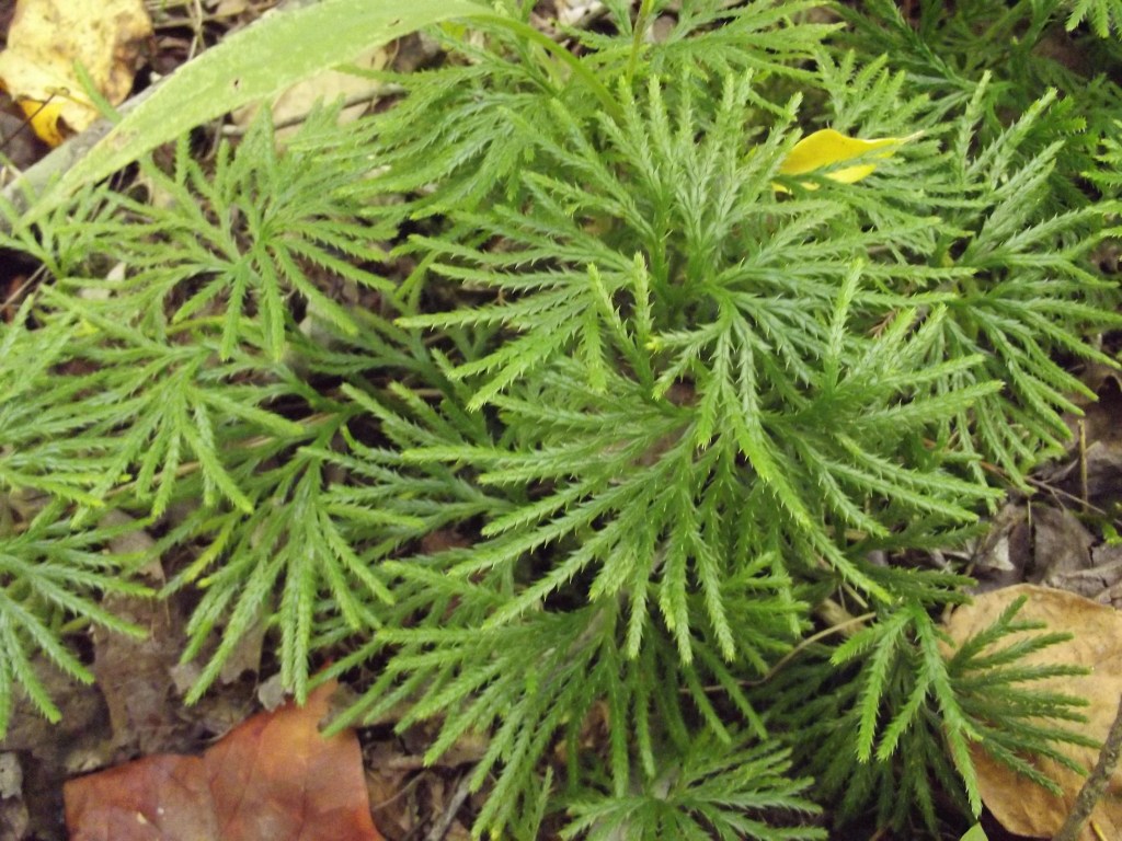 Gladys Russel Wildlife Refuge