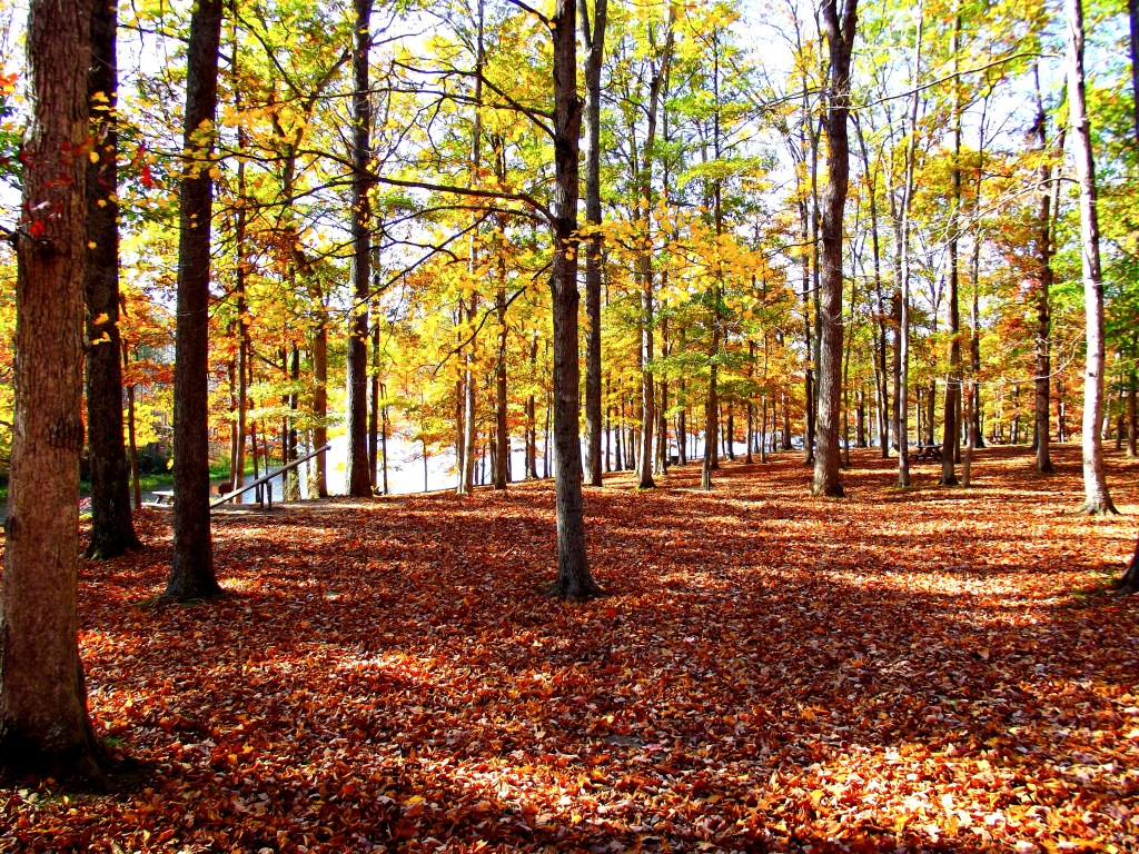 Yellowwood State Forest