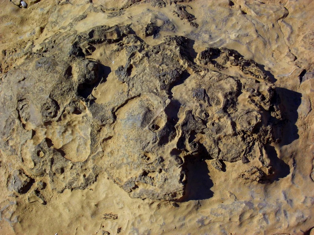 Falls of the Ohio State Park