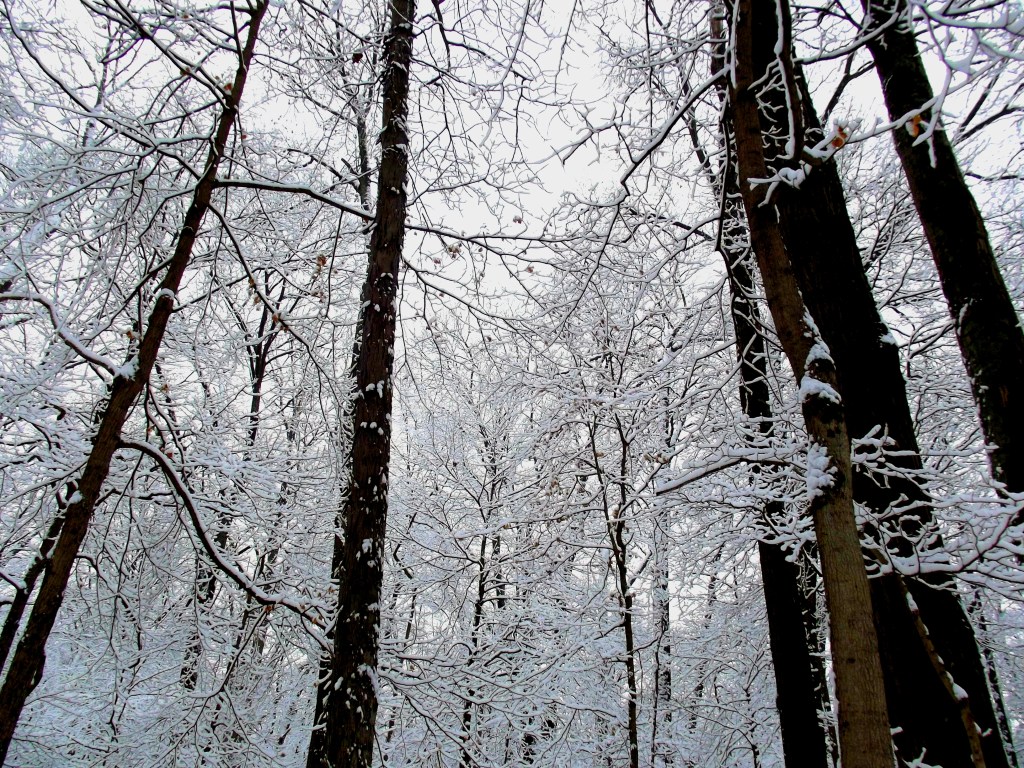 Winter at McCormick's Creek State Park