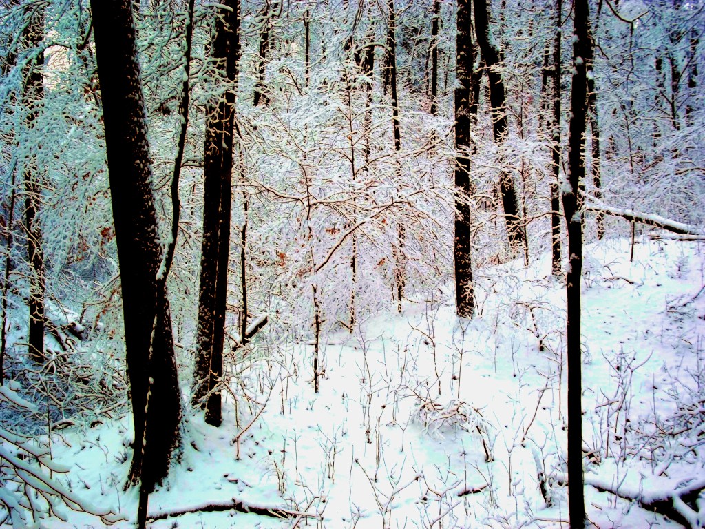 Winter at McCormick's Creek State Park