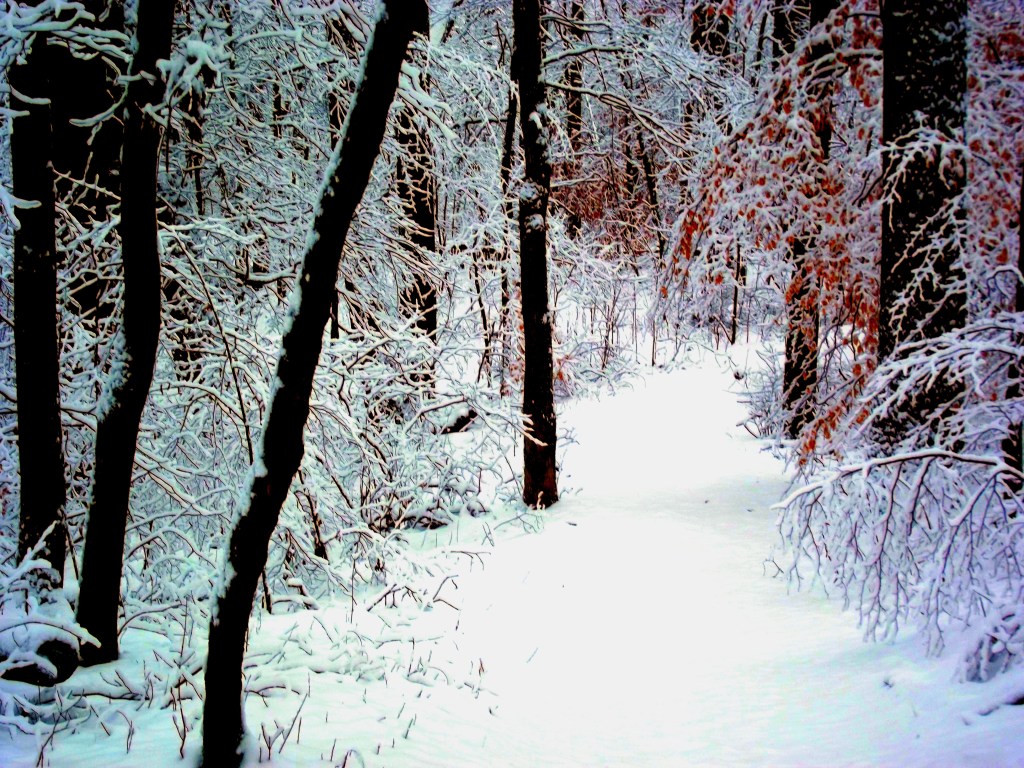 Winter at McCormick's Creek State Park