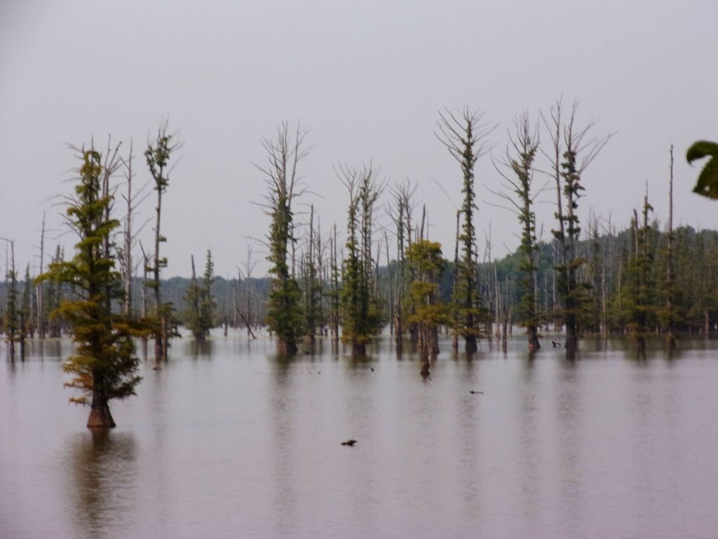 Hovey Lake State Fish & Wildlife Area - Mount Vernon